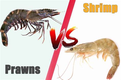 详尽解析：Shrimp与Prawn之间的关键区别 2