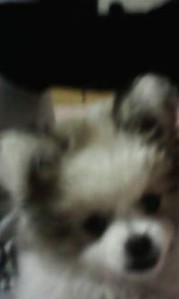 揭秘：如何准确判断蝴蝶犬的年龄？ 1
