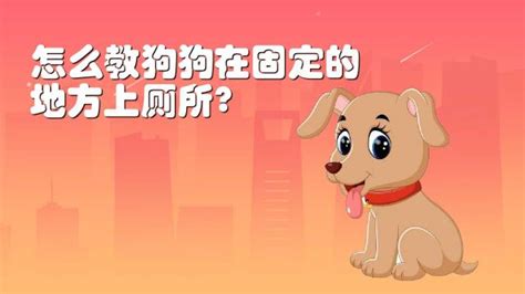 如何训练狗狗定点排便与排尿 1