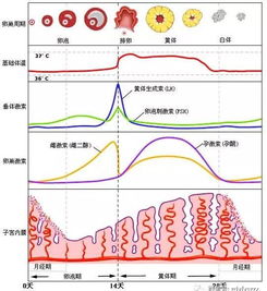 揭秘月经：了解你的月经周期全解析 2