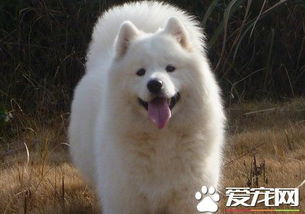 中国萨摩耶犬售价概览 2