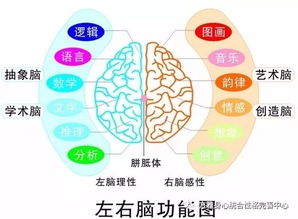 左右脑思维大比拼：哪种更胜一筹？ 3