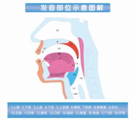 腹语是如何发音的？ 4