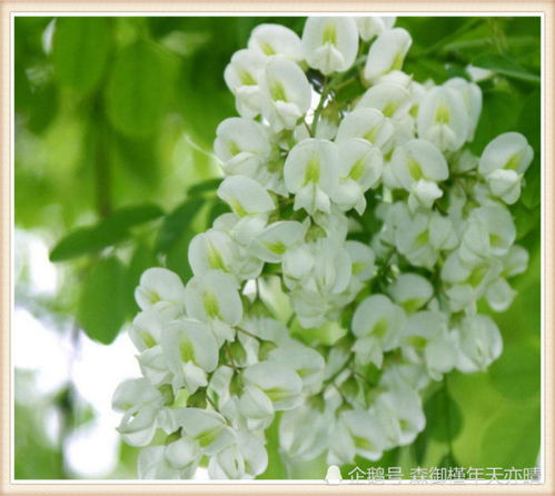 槐花的保存方法 3