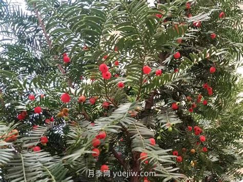 红豆杉的种植与养护指南 5