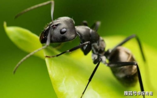 揭秘：现实中的“汗血宝马”究竟是否存在？ 2