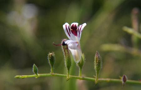 穿心莲高效种植秘籍：最佳时间与实用方法 3