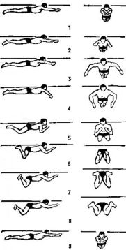 揭秘蛙泳高效学习法：详细分解每个动作 2