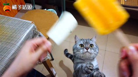 萌宠小猫咪精彩瞬间大集锦 2