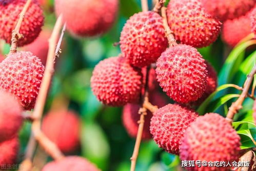 荔枝保鲜秘籍：买回家后的正确保存方法 1