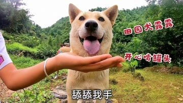 【震撼呈现】田园犬生活趣事大放送，精彩视频不容错过！ 1