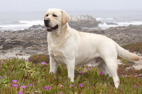 拉布拉多犬的萌趣日常瞬间大盘点 2