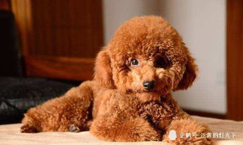 泰迪犬的全方位养护指南 3