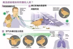 H7N9禽流感：谁处于风险最前沿？ 3