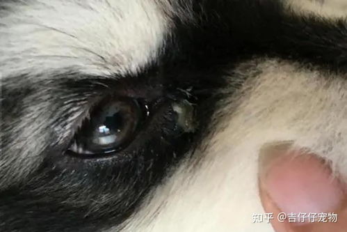 狗狗眼屎过多应对策略 1