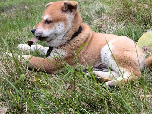 萌宠盛宴：田园犬趣味瞬间大集结，每一帧都是欢笑与感动！ 1