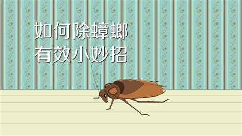 如何有效消灭蟑螂的妙招有哪些？ 2