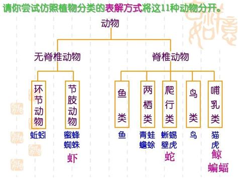 动物分类的定义与详解 2