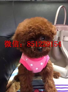 茶杯泰迪犬的饲养难易程度如何？ 1