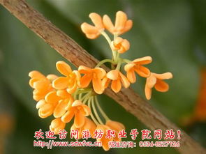 桂花：寓意深远的象征与精神品质的诠释 3