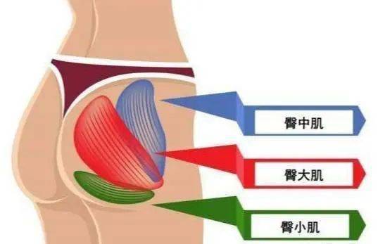 臀字能组成哪些词汇？ 2