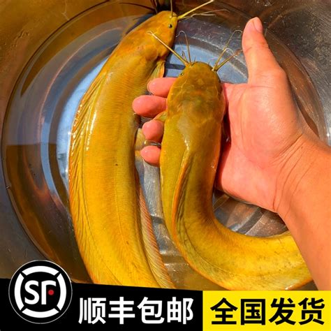 塘角鱼与鲶鱼：一文读懂两者大不同 5