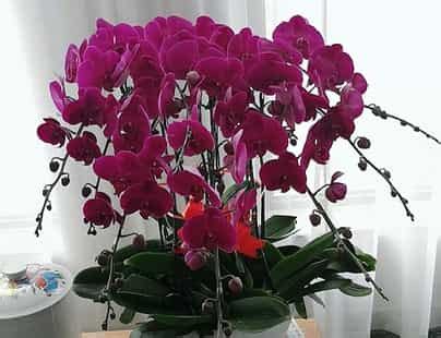 蝴蝶兰花该怎么正确浇水？ 1