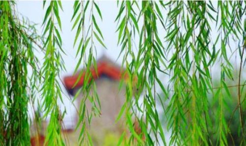 柳树枝条的梦幻比喻：自然界的柔软笔触 1