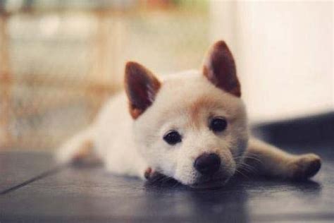 狗狗翻肠子应该怎么办？ 2