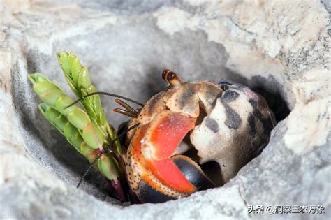 新手饲养寄居蟹必备注意事项 2