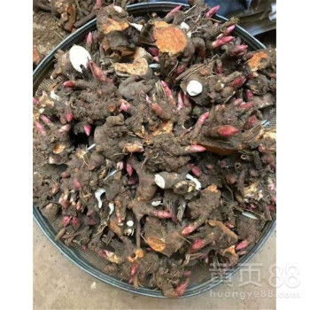 打造绿意盎然：狐尾藻与金鱼藻种子种苗的高效栽培秘籍 3