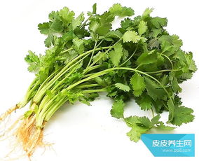 轻松学会：家庭种植香菜全攻略 3