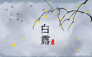 解析'白露为霜，蒹葭苍苍'之意 4