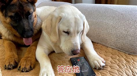 拉布拉多犬日常趣事大盘点：你最想看的瞬间是哪一个？ 4