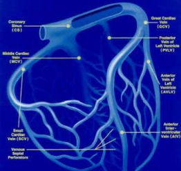 探索骨骼肌奥秘：中文版VisibleBody Muscle软件安装与配置指南 2