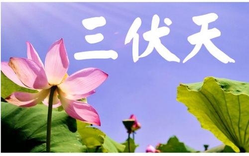 揭秘：伏天究竟包含多少天？ 2