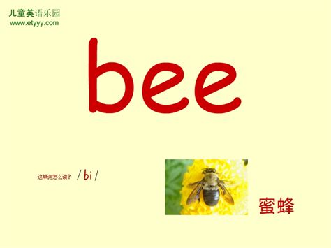 揭秘bee单词的趣味世界：生动讲解视频 1