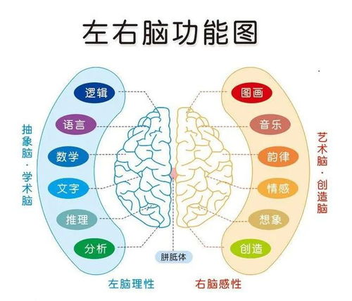 左右脑思维大比拼：哪种更胜一筹？ 2