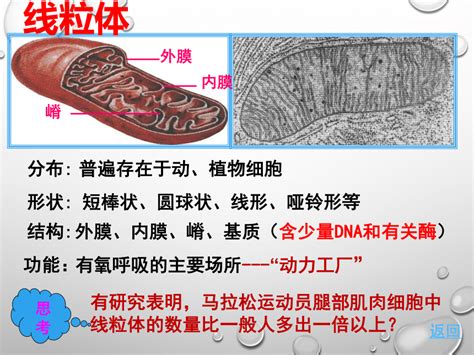 必修一生物：3.2 细胞器系统中的分工与合作 2