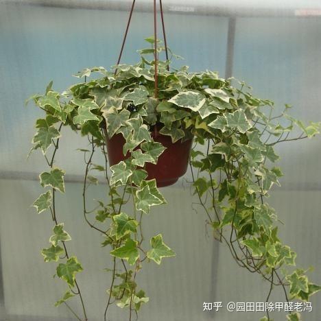 十大有效去除甲醛的植物 1