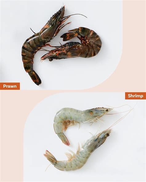 详尽解析：Shrimp与Prawn之间的关键区别 4