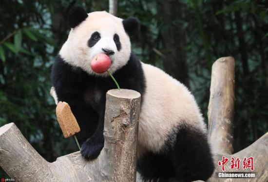 惊爆！大熊猫的奇妙世界：你所不知道的秘密 4