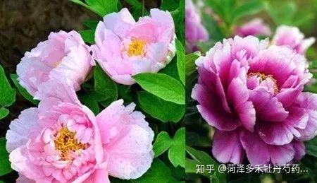 揭秘：轻松学会牡丹花的栽种技巧 1