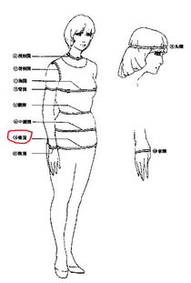 臀围应该怎么量？图解教程 2