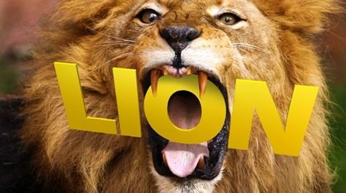 轻松学会！英语中'lion'的正确发音教程 1