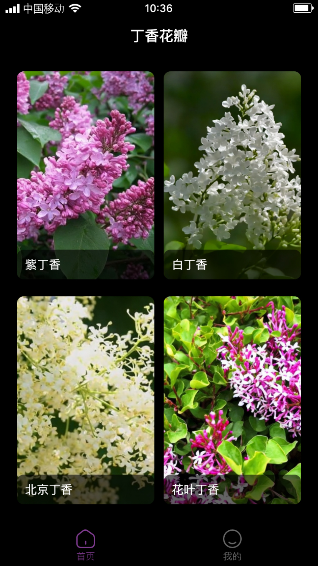 丁香花瓣 1