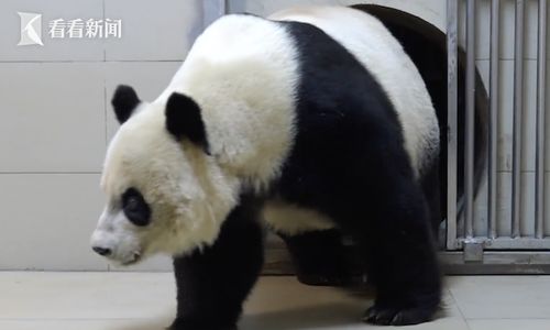 惊爆！大熊猫的奇妙世界：你所不知道的秘密 2