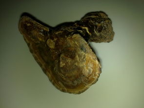 野生灵芝存储指南 1