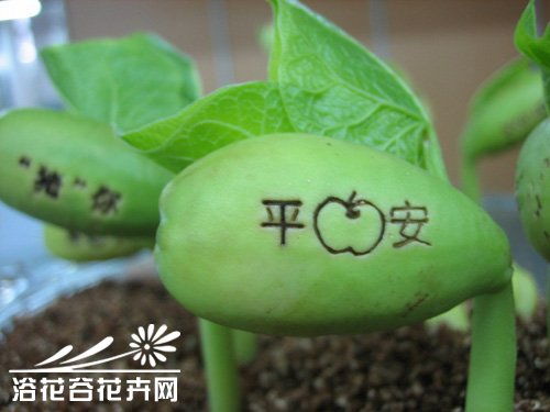 魔豆应该怎么种植？ 1
