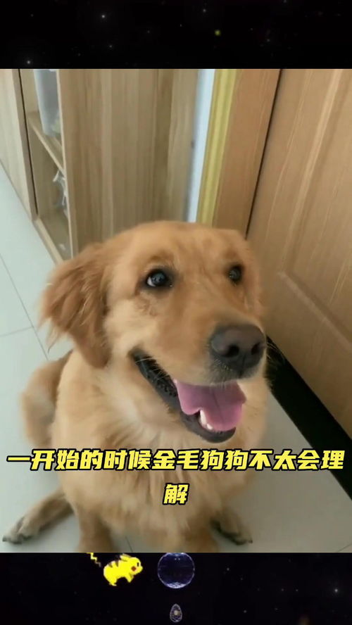 金毛犬该如何进行训练？ 2